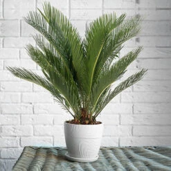 Cycas Revoluta - Classic And Resilient Indoor Plant For Interior Spaces (30-40cm) -Cheap Grow And Trim Store cycas revoluta classic and resilient indoor plant for interior spaces 30 40cm 5059442054084 02c MP