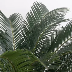 Cycas Revoluta - Classic And Resilient Indoor Plant For Interior Spaces (30-40cm) -Cheap Grow And Trim Store cycas revoluta classic and resilient indoor plant for interior spaces 30 40cm 5059442054084 03c MP
