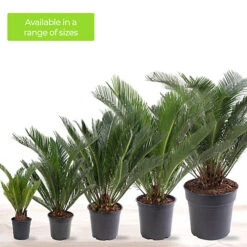 Cycas Revoluta - Classic And Resilient Indoor Plant For Interior Spaces (30-40cm) -Cheap Grow And Trim Store cycas revoluta classic and resilient indoor plant for interior spaces 30 40cm 5059442054084 06c MP