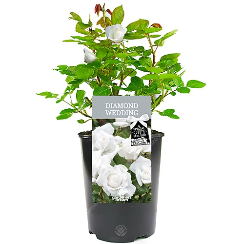 Diamond Wedding 60th Anniversary White Rose - Outdoor Plant, Ideal For Gardens, Compact Size 1 Diamond Wedding 60th Anniversary White Rose - Outdoor Plant, Ideal For Gardens, Compact Size