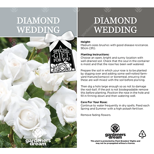 Diamond Wedding 60th Anniversary White Rose - Outdoor Plant, Ideal For Gardens, Compact Size 3 Diamond Wedding 60th Anniversary White Rose - Outdoor Plant, Ideal For Gardens, Compact Size - Image 3