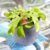 Dionea Muscipula Venus Fly Trap - Carnivorous Indoor Plant, Home Office Tabletop Houseplant, Easy Care (10-15cm)