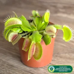 Dionea Muscipula Venus Fly Trap - Carnivorous Indoor Plant, Home Office Tabletop Houseplant, Easy Care (10-15cm) 4 Dionea Muscipula Venus Fly Trap - Carnivorous Indoor Plant, Home Office Tabletop Houseplant, Easy Care (10-15cm) -Cheap Grow And Trim Store dionea muscipula venus fly trap carnivorous indoor plant home office tabletop houseplant easy care 10 15cm 5051641551876 02c MP