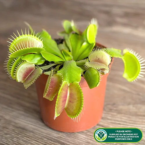 Dionea Muscipula Venus Fly Trap - Carnivorous Indoor Plant, Home Office Tabletop Houseplant, Easy Care (10-15cm) 2 Dionea Muscipula Venus Fly Trap - Carnivorous Indoor Plant, Home Office Tabletop Houseplant, Easy Care (10-15cm) - Image 2