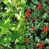 Direct Plants 10X LARGE 2FT+ ILEX AQUIFOLIUM 'ALASKA' HOLLY PLANTS - EVERGREEN HEDGING TREES - 2L