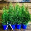 Direct Plants 10x Thuja Smaragd Dwarf Ornamental Conifer Plants Trees Large Supplied In 1 Litre Pots