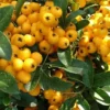 Direct Plants 1X 3FT LARGE PYRACANTHA SOLIEL D'OR PLANT - EVERGREEN SHRUB - 2L