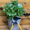 Direct Plants 1X LARGE POTTED PATIO DWARF RASPBERRY SWEET SUNSHINE FRUIT PLANTS SUMMER FRUITING 3L