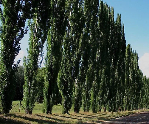 Direct Plants 5x 5-6ft Tall Large Populus Nigra Poplar Italica Hedging Windbreak Trees 1 Direct Plants 5x 5-6ft Tall Large Populus Nigra Poplar Italica Hedging Windbreak Trees