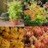 Direct Plants Acer Palmatum Orange Dream Japanese Maple Tree 60-70cm Supplied In A 5 Litre Pot