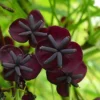 Direct Plants Akeba Quinata Chocolate Vine Climbing Plant 2.5-3ft Supplied In A 2/3 Litre Pot