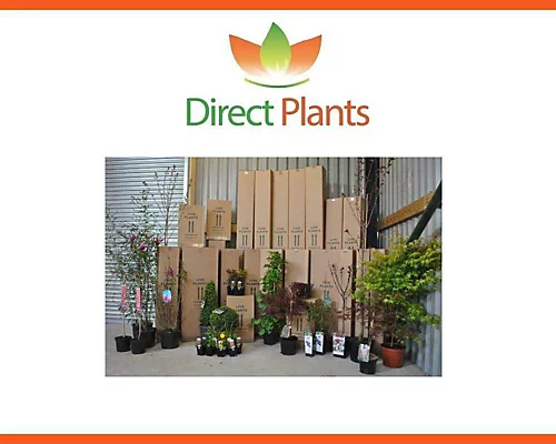 Direct Plants Akeba Quinata Chocolate Vine Climbing Plant 3-4ft Supplied In A 3 Litre Pot 2 Direct Plants Akeba Quinata Chocolate Vine Climbing Plant 3-4ft Supplied In A 3 Litre Pot - Image 2
