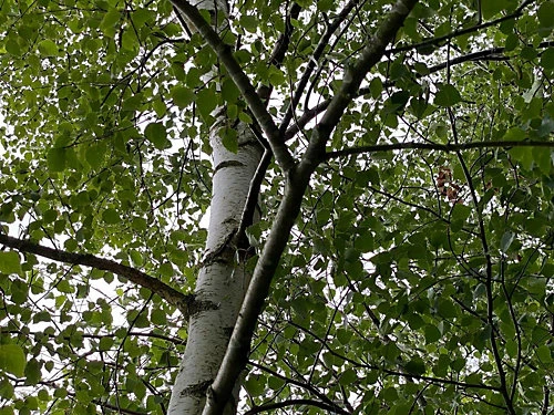 Direct Plants Betula Pendula Silver Birch Tree 3-4ft Tall Supplied In A 2/3 Litre Pot 1 Direct Plants Betula Pendula Silver Birch Tree 3-4ft Tall Supplied In A 2/3 Litre Pot