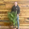 Direct Plants Chamaerops European Fan Palm Tree 3ft Plant In A 7.5 Litre Pot