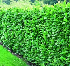 Direct Plants Cherry Laurel Hedging Plants Large 3-4ft Pack Of 10 Supplied In 2 Litre Pots