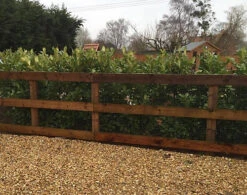 Direct Plants Cherry Laurel Hedging Plants Large 3-4ft Pack Of 10 Supplied In 2 Litre Pots -Cheap Grow And Trim Store direct plants cherry laurel hedging plants large 3 4ft pack of 10 supplied in 2 litre pots5061026500252 03c MP