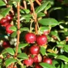 Direct Plants Chilean Guava Myrtus Ugni Plant, Strawberry Myrtle Supplied In A 9cm Pot