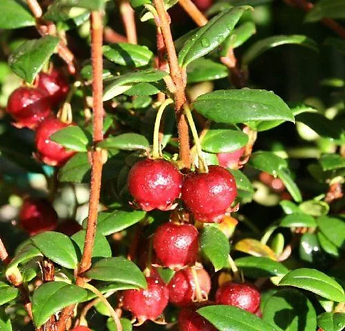 Direct Plants Chilean Guava Myrtus Ugni Plant, Strawberry Myrtle Supplied In A 9cm Pot 1 Direct Plants Chilean Guava Myrtus Ugni Plant, Strawberry Myrtle Supplied In A 9cm Pot