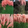Direct Plants Cortaderia Selloana Pink Pampas Grass Plant 3-4ft Supplied In A 5 Litre Pot