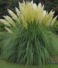 Direct Plants Cortaderia Selloana White Pampas Grass Plant 3-4ft Supplied In A 3 Litre Pot