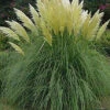 Direct Plants Cortaderia Selloana White Pampas Grass Plant 3-4ft Supplied In A 5 Litre Pot