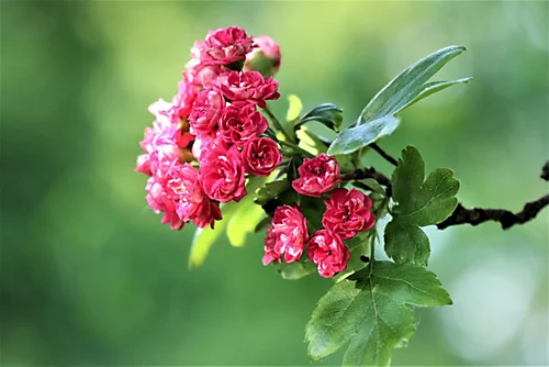 Direct Plants Crataegus Paul's Scarlet Tree 5-6ft Supplied In A 7.5 Litre Pot 1 Direct Plants Crataegus Paul's Scarlet Tree 5-6ft Supplied In A 7.5 Litre Pot