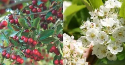 Direct Plants Crataegus Prunifolia Broad Leaved Cockspur Thorn Tree 5ft Supplied In A 7.5 Litre Pot