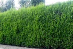 Direct Plants Green Leylandii Cupressocyparis Leylandii Hedging Trees 6ft+ Pallet Of 10 Supplied In 5 Litre Pots -Cheap Grow And Trim Store direct plants green leylandii cupressocyparis leylandii hedging trees 6ft pallet of 10 supplied in 5 litre pots5061013079952 02c MP