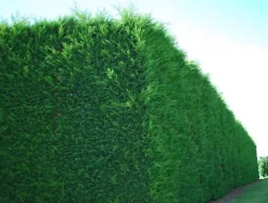 Direct Plants Green Leylandii Cupressocyparis Leylandii Hedging Trees 6ft+ Pallet Of 10 Supplied In 5 Litre Pots -Cheap Grow And Trim Store direct plants green leylandii cupressocyparis leylandii hedging trees 6ft pallet of 10 supplied in 5 litre pots5061013079952 03c MP