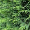 Direct Plants Green Leylandii Cupressocyparis Leylandii Hedging Trees Pack Of 10 40-60cm Tall