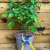 Direct Plants Large Blackberry Tiny Black Thornless Dwarf Fruit Bush Plant Ideal For Patio Pots 3 Litre