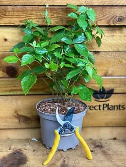 Direct Plants Large Blackberry Tiny Black Thornless Dwarf Fruit Bush Plant Ideal For Patio Pots 3 Litre