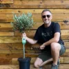 Direct Plants Large Standard Olive Tree 3ft With Chunky Lollipop Head Supplied In A 7.5 Litre Pot