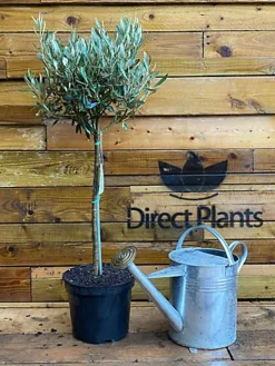Direct Plants Large Standard Olive Tree 3ft With Chunky Lollipop Head Supplied In A 7.5 Litre Pot -Cheap Grow And Trim Store direct plants large standard olive tree 3ft with chunky lollipop head supplied in a 7 5 litre pot5061013070560 02c MP