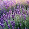 Direct Plants Lavender Dwarf Hidcote Ideal For Hedging Or Borders Pack Of 10 Plants