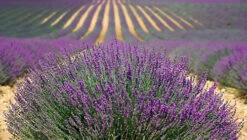 Direct Plants Lavender Dwarf Hidcote Ideal For Hedging Or Borders Pack Of 10 Plants 5 Direct Plants Lavender Dwarf Hidcote Ideal For Hedging Or Borders Pack Of 10 Plants -Cheap Grow And Trim Store direct plants lavender dwarf hidcote ideal for hedging or borders pack of 10 plants5061013070027 02c MP