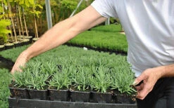 Direct Plants Lavender Dwarf Hidcote Ideal For Hedging Or Borders Pack Of 10 Plants 6 Direct Plants Lavender Dwarf Hidcote Ideal For Hedging Or Borders Pack Of 10 Plants -Cheap Grow And Trim Store direct plants lavender dwarf hidcote ideal for hedging or borders pack of 10 plants5061013070027 03c MP