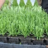 Direct Plants Lavender Dwarf Munstead Ideal For Hedging Or Borders Pack Of 10 Plants