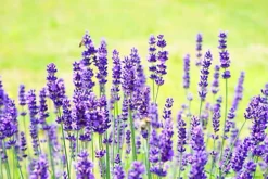 Direct Plants Lavender Dwarf Munstead Ideal For Hedging Or Borders Pack Of 10 Plants -Cheap Grow And Trim Store direct plants lavender dwarf munstead ideal for hedging or borders pack of 10 plants5061013070010 03c MP