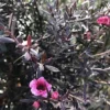 Direct Plants Leptospermum Red Damask Evergreen Shrub 60-80cm Supplied In A 3 Litre Pot