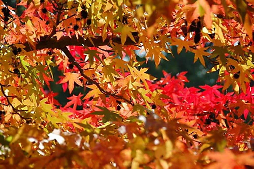 Direct Plants Liquidambar Styraciflua Plant Ornamental Tree 3ft Supplied In A 3 Litre Pot 1 Direct Plants Liquidambar Styraciflua Plant Ornamental Tree 3ft Supplied In A 3 Litre Pot