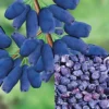 Direct Plants Lonicera Caerulea Morena Honeyberry Fruit Bush 40-60cm Supplied In A 3 Litre Pot