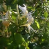 Direct Plants Lonicera Halliana Evergreen Honeysuckle Fragrant Climbing Plant 3-4ft Supplied In A 3 Litre Pot