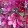 Direct Plants Malus Director Moorland Flowering Crab Apple Tree 6ft Tall Supplied In A 7.5 Litre Pot