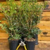 Direct Plants Osmanthus Burkwoodii Evergreen Fragrant Plant Shrub Large In A 3 Litre Pot