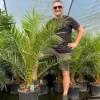 Direct Plants Phoenix Date Palm Tree 5ft Extra Large Big Chunky Plant In A 15/20 Litre Pot