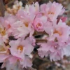Direct Plants Prunus Autumnalis Rosea Flowering Cherry Tree 7-8ft Supplied In A 10 Litre Pot