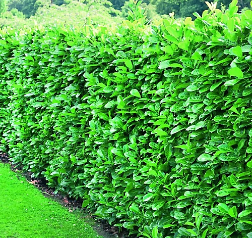 Direct Plants Prunus Cherry Laurel Hedging Plants 2ft Pack Of 10 Supplied In 2 Litre Pots 1 Direct Plants Prunus Cherry Laurel Hedging Plants 2ft Pack Of 10 Supplied In 2 Litre Pots