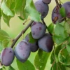 Direct Plants Prunus Marjories Seedling Plum Fruit Tree 5-6ft Large Specimen Supplied In A 7.5 Litre Pot