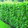 Direct Plants Prunus Rotundifolia Cherry Laurel Hedging Plants 2ft Pack Of 10 Supplied In 2 Litre Pots